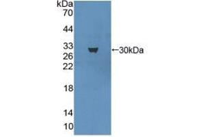 Western blot analysis of recombinant Mouse MAP1A. (MAP1A anticorps  (AA 2552-2759))