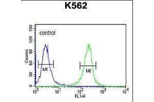MTMRF Antibody (N-term) (ABIN651440 and ABIN2840242) flow cytometric analysis of K562 cells (right histogram) compared to a negative control cell (left histogram).