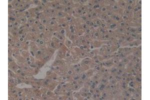 IHC-P analysis of Mouse Liver Tissue, with DAB staining. (NCF4 anticorps  (AA 111-339))