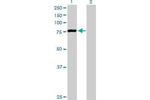 Western Blot analysis of PCCA expression in transfected 293T cell line by PCCA MaxPab polyclonal antibody.