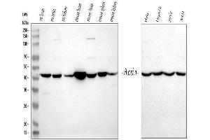 Western blot analysis of Actin using anti-Actin antibody (ABIN3043519).
