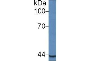 Rabbit Detection antibody from the kit in WB with Positive Control: Sample Mouse lung lysate.