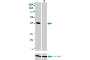 Western blot analysis of TRIB2 over-expressed 293 cell line, cotransfected with TRIB2 Validated Chimera RNAi (Lane 2) or non-transfected control (Lane 1). (TRIB2 anticorps  (AA 254-343))
