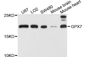 Western blot analysis of extracts of various cell lines, using GPX7 antibody. (Glutathione Peroxidase 7 anticorps)