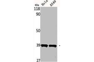 Western Blot analysis of HELA A549 cells using MEL-1B-R Polyclonal Antibody (Melatonin Receptor 1B anticorps  (C-Term))