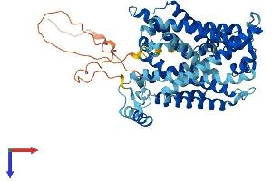 AlphaFold protein structure predicition of Mouse Recombinant Slc7a8 Protein, UniprotID Q9QXW9