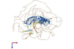 AlphaFold protein structure predicition of Mouse Recombinant Erbin Protein, UniprotID Q80TH2