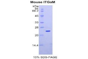 SDS-PAGE (SDS) image for Integrin alpha M (ITGAM) (AA 248-430) protein (His tag) (ABIN1079999)