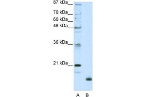 Western Blotting (WB) image for anti-Ribosomal Protein L32 (RPL32) antibody (ABIN2462057) (RPL32 anticorps)