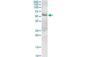 SLC38A3 MaxPab polyclonal antibody.