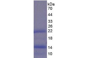 SDS-PAGE analysis of Pig BMP4 Protein. (BMP4 Protéine)