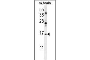 Western blot analysis in mouse brain tissue lysates (35ug/lane). (Ensa anticorps  (AA 39-66))