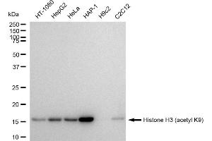 Western blotting analysis using Histone H3 (acetyl K9) antibody (ABIN7798973). (Recombinant Histone 3 anticorps  (H3K9ac))
