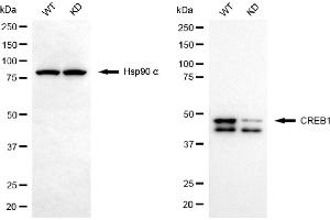 Western blotting analysis using CREB1 antibody (ABIN7797857). (Recombinant CREB1 anticorps)