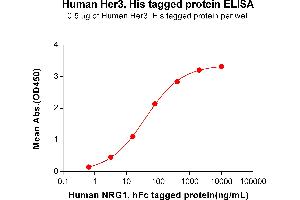 ELISA plate pre-coated by 2 μg/mL (100 μL/well) Human HER3, His tagged protein (ABIN6961140) can bind Human NRG1, hFc tagged protein(ABIN6964402) in a linear range of 3.
