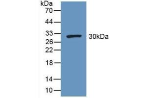 FGG antibody  (AA 166-416)