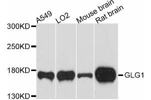 Western blot analysis of extracts of various cell lines, using GLG1 antibody (ABIN6293160) at 1:3000 dilution.