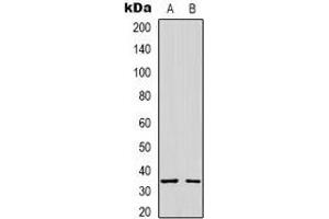 Western blot analysis of Syntaxin 1A expression in A431 (A), K562 (B) whole cell lysates. (STX1A anticorps)