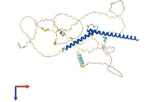 AlphaFold protein structure predicition of Mouse Recombinant Mycn Protein, UniprotID P03966