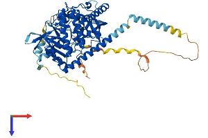 AlphaFold protein structure predicition of Human Recombinant PXK Protein, UniprotID Q7Z7A4