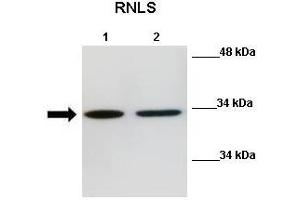 WB Suggested Anti-Rnls Antibody  Positive Control: Lane 1:441 µg Mouse N2a cell lysate Lane 2: 041 µg Mouse N2a cell lysate Primary Antibody Dilution: 1:000Secondary Antibody: Anti-rabbit-HRP Secondry  Antibody Dilution: 1:0500Submitted by: Nitish R Mahapatra, IIT Madras
