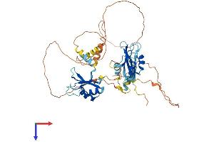 AlphaFold protein structure predicition of Mouse Recombinant Celf4 Protein, UniprotID Q7TSY6