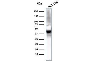 Western Blot Analysis of HCT116 cell lysate using Cytokeratin 8 Mouse Monoclonal Antibody (KRT8/2115). (KRT8 anticorps)