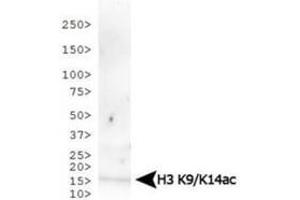Western Blot of Rabbit Anti-Histone H3 [ac Lys9, ac Lys14] Antibody.