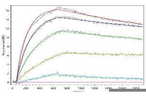 SDC1 Recombinant Monoclonal Antibody(ABIN7797314) captured on Protein A Chip can bind Human SDC1 with an affinity constant of 6.