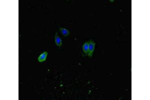 Immunofluorescent analysis of HepG2 cells using ABIN7163366 at dilution of 1:100 and Alexa Fluor 488-congugated AffiniPure Goat Anti-Rabbit IgG(H+L) (ATP8A1 anticorps  (AA 448-545))