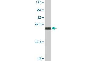 Western Blot detection against Immunogen (37. (WDR5 anticorps  (AA 16-120))