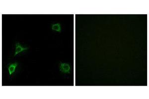 Immunofluorescence (IF) image for anti-Glutamate Receptor, Ionotropic, delta 2 (GRID2) (C-Term) antibody (ABIN1850390) (GRID2 anticorps  (C-Term))