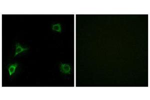 Immunofluorescence (IF) image for anti-Glutamate Receptor, Ionotropic, delta 2 (GRID2) (C-Term) antibody (ABIN1850390)