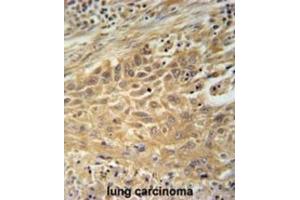 Immunohistochemistry (IHC) image for anti-Cyclin M4 (CNNM4) antibody (ABIN3002338) (CNNM4 anticorps)
