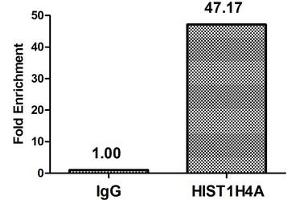 Chromatin Immunoprecipitation Hela (4*10 6 , treated with 30 mM sodium butyrate for 4h) were treated with Benzanase, sonicated, and immunoprecipitated with 5 μg anti-HIST1H4A (ABIN7139198) or a control normal rabbit IgG. (HIST1H4A anticorps  (acLys79))