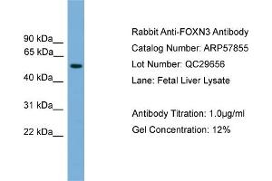 WB Suggested Anti-FOXN3  Antibody Titration: 0. (FOXN3 anticorps  (Middle Region))