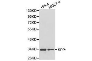 Western Blotting (WB) image for anti-Secreted phosphoprotein 1 (SPP1) antibody (ABIN1874927) (Osteopontin anticorps)