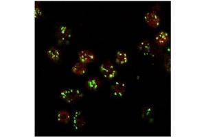 AP32081PU-N LVA Antibody staining at 10 µg/ml (red, AlexaFluor 555) of Drosophila S2 cells, co-stained with MG130 Rabbit antibody (green, AlexaFluor 488). (Lava Lamp anticorps  (Internal Region))