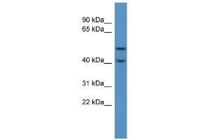 WB Suggested Anti-Fkrp Antibody Titration:  0. (FKRP anticorps  (C-Term))