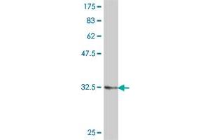 Western Blot detection against Immunogen (36.