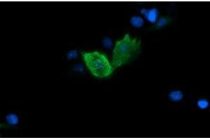 Image no. 3 for anti-Fetal and Adult Testis Expressed 1 (FATE1) antibody (ABIN1498221) (FATE1 anticorps)