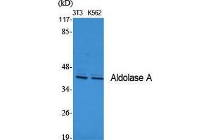 Western Blot (WB) analysis of specific cells using Aldolase A Polyclonal Antibody.