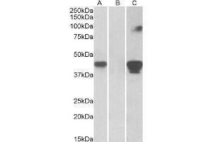 HEK293 lysate (10ug protein in RIPA buffer) overexpressing Human SLAMF8 with C-terminal MYC tag probed with ABIN1590031 (1ug/ml) in Lane A and probed with anti-MYC Tag (1/1000) in lane C.