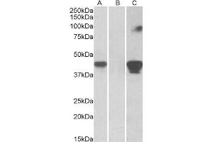 HEK293 lysate (10ug protein in RIPA buffer) overexpressing Human SLAMF8 with C-terminal MYC tag probed with ABIN1590031 (1ug/ml) in Lane A and probed with anti-MYC Tag (1/1000) in lane C. (SLAMF8 anticorps  (Internal Region))
