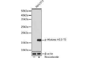 Western blot analysis of extracts of NIH/3T3 cells, using Phospho-Histone H3.