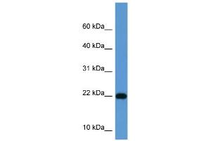 WB Suggested Anti-ISG15 Antibody Titration: 0. (ISG15 anticorps  (Middle Region))