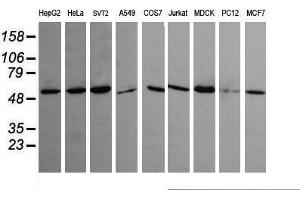 Image no. 2 for anti-Tripartite Motif Containing 45 (TRIM45) (AA 288-580) antibody (ABIN1491333) (TRIM45 anticorps  (AA 288-580))