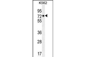 MLH1 Antibody (Center) (ABIN655632 and ABIN2845111) western blot analysis in K562 cell line lysates (35 μg/lane). (MLH1 anticorps  (AA 452-480))