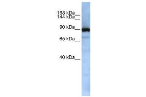 WB Suggested Anti-XPOT  Antibody Titration: 0. (XPOT anticorps  (Middle Region))