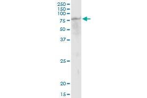 TUBGCP4 MaxPab polyclonal antibody. (TUBGCP4 anticorps  (AA 1-666))